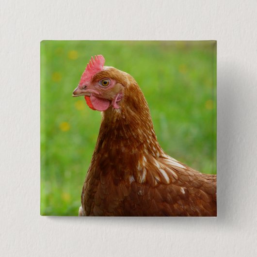 Legehenne-Rhode Island Rot-Huhn Button (Vorderseite)