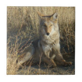 Legen des Kojote-R15 Fliese (Vorderseite)