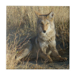 Legen des Kojote-R15 Fliese