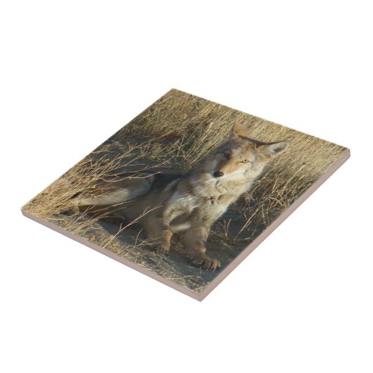 Legen des Kojote-R15 Fliese (Seite)