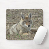 Legen des Kojote-R22 Mousepad (Mit Mouse)