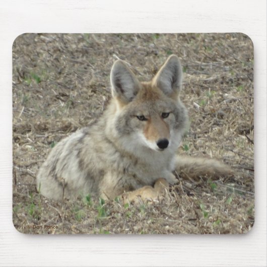 Legen des Kojote-R22 Mousepad (Vorne)