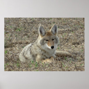 Legen des Kojote-R22 Poster