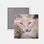 Legendäre Proportionen Magnet (Vorderseite/Rückseite)