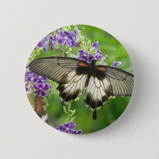 Legende des Schmetterlings-Knopfes Button (Vorderseite)
