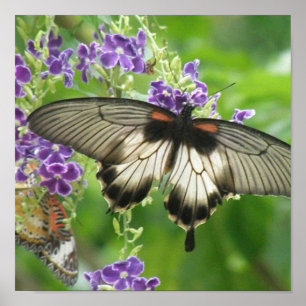 Legende des Schmetterlings-Plakat-Druckes Poster