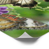 Legende von Schmetterlingen Poster Print (Ecke)