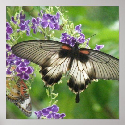 Legende von Schmetterlingen Poster Print (Vorne)