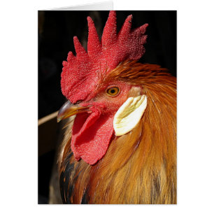 Leghorn