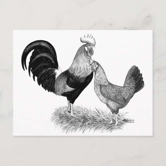 Leghornproduktion Braunhühner Postkarte (Vorderseite)