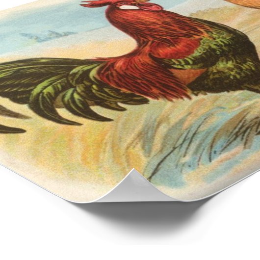 Leghorns Poster (Ecke)