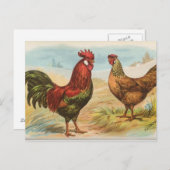 Leghorns Postkarte (Vorne/Hinten)