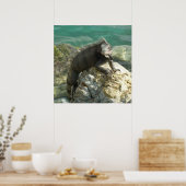 Leguan auf den Felsen in St. Thomas Poster (Küche)