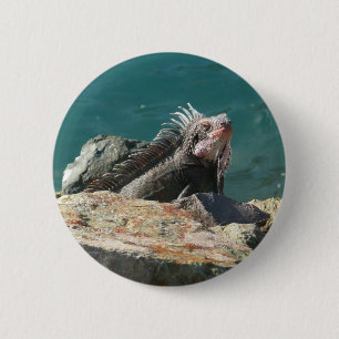Leguan auf St. Thomas Button