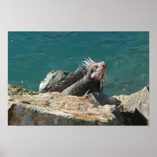 Leguan auf St. Thomas Poster (Vorne)