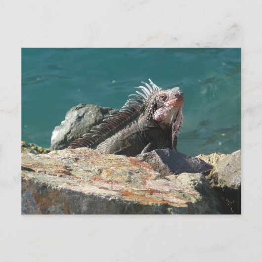 Leguan auf St. Thomas Postkarte (Vorderseite)