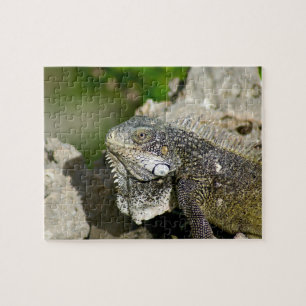 Leguan, Curaçao, karibische Inseln, Foto Puzzle