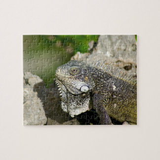 Leguan, Curaçao, karibische Inseln, Foto Puzzle