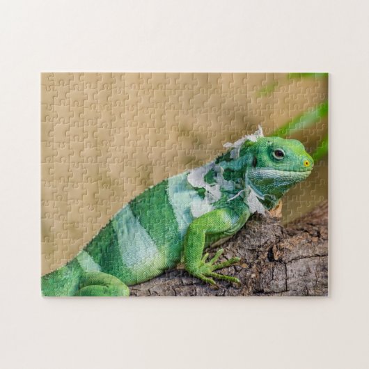 Leguan-Foto-Puzzlespiel Puzzle (Horizontal)