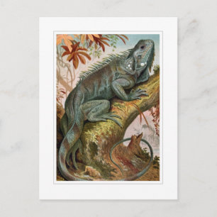 Leguan Postkarte