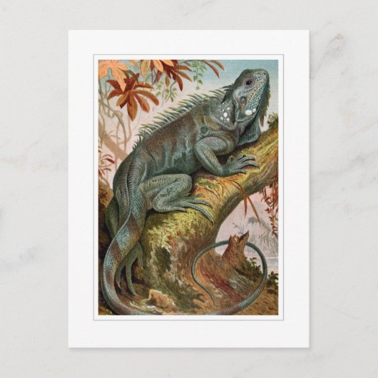 Leguan Postkarte (Vorderseite)