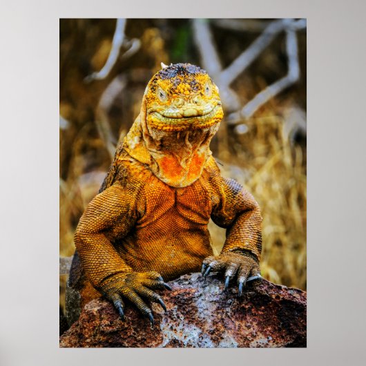 Leguan Reptil Kunst Poster (Vorne)