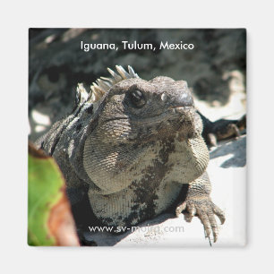 Leguan, Tulum, Mexiko Magnet