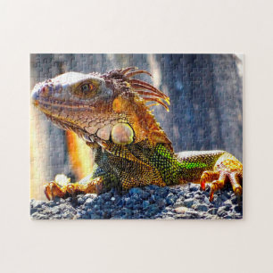 Leguane in Florida Puzzle