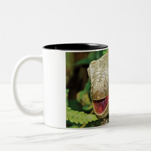 Leguane Zweifarbige Tasse (Links)