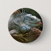 Leguanknöpfe Button (Vorderseite)