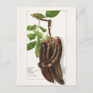 Legume (Ceratonia Siliqua L.) Fruchtmalerei Postkarte
