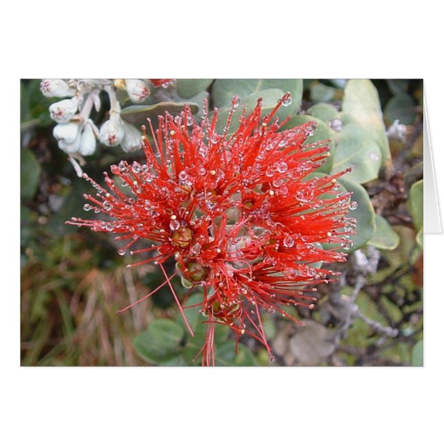 Lehua Blossom (Vorderseite (Horizontal))