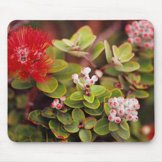 Lehua blüht in den Vulkanen Hawaiis Mousepad (Vorne)