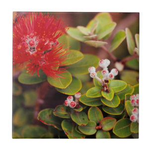 Lehua blüht in Hawaii-Vulkanen Fliese