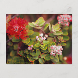 Lehua-Blüten in Hawaii-Volcanoes Postkarte