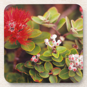 Lehua-Blüten in Hawaii-Vulkane Getränkeuntersetzer