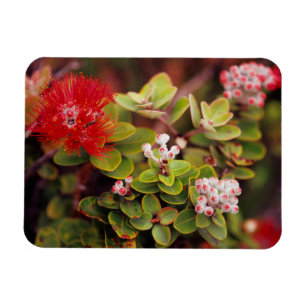 Lehua-Blüten in Hawaii-Vulkanen Magnet