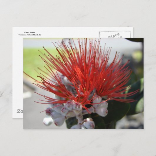 Lehua Postkarte (Vorne/Hinten)