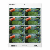 Leicht Mattiertes Kalifornien-Mohn (Vorne)