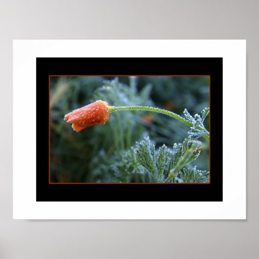 Leicht Mattiertes Kalifornien-Mohn Poster (Vorne)