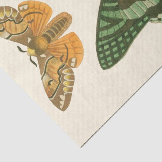 Leicht umgrenzte Schmetterlingsmalerei Seidenpapier (Ausschnitt)