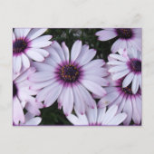 Leicht violette Blumen mit Lila Hintergrund Postkarte (Vorderseite)