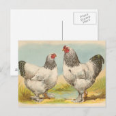 Leichte Brahmas Postkarte (Vorne/Hinten)
