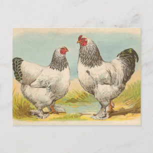 Leichte Brahmas Postkarte
