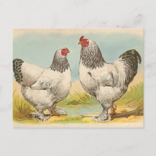 Leichte Brahmas Postkarte (Vorderseite)