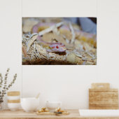 Leichte Cornschlange Poster (Küche)