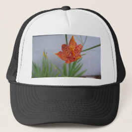 Leichte gepunktete BlackBerry-Lilie in einem Garte Truckerkappe