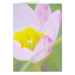 leichte lila TulpenBlume