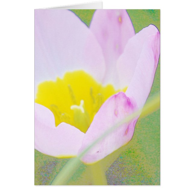 leichte lila TulpenBlume (Vorne)