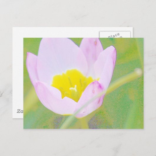 leichte lila TulpenBlume Postkarte (Vorne/Hinten)